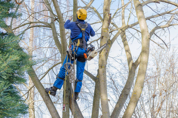 The Arborist Advantage: Top-Notch Tree Care Services