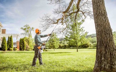 Tree Removal and Insurance: What’s Covered?
