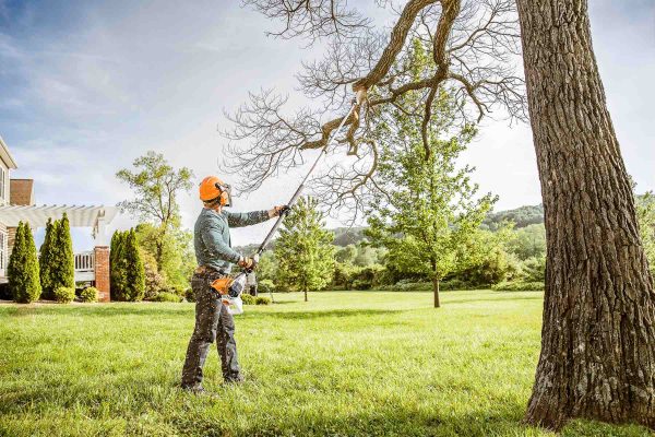 Tree Removal and Insurance: What’s Covered?